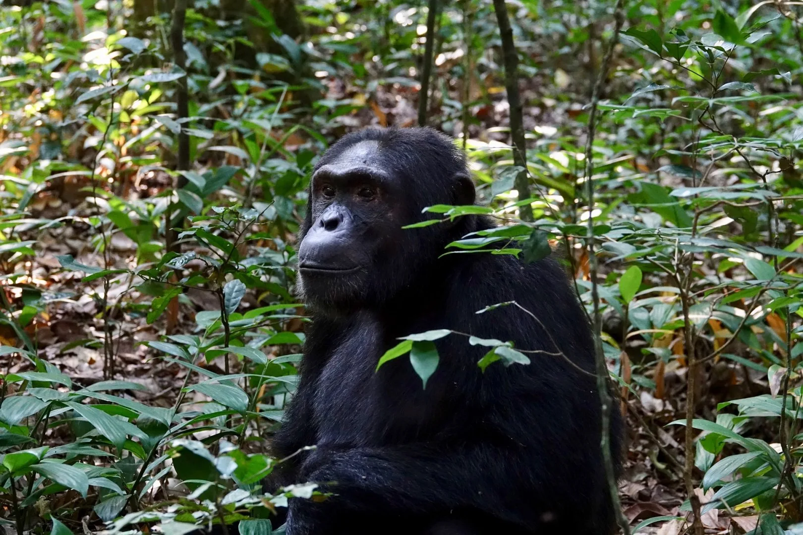 Best Uganda