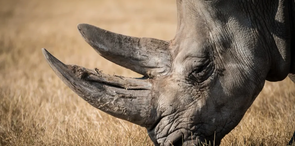 Sud Africa - Madikwe & Cape Town