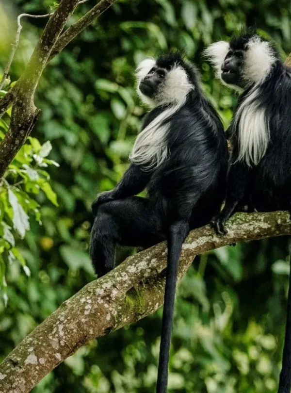 Rwanda Best Safari