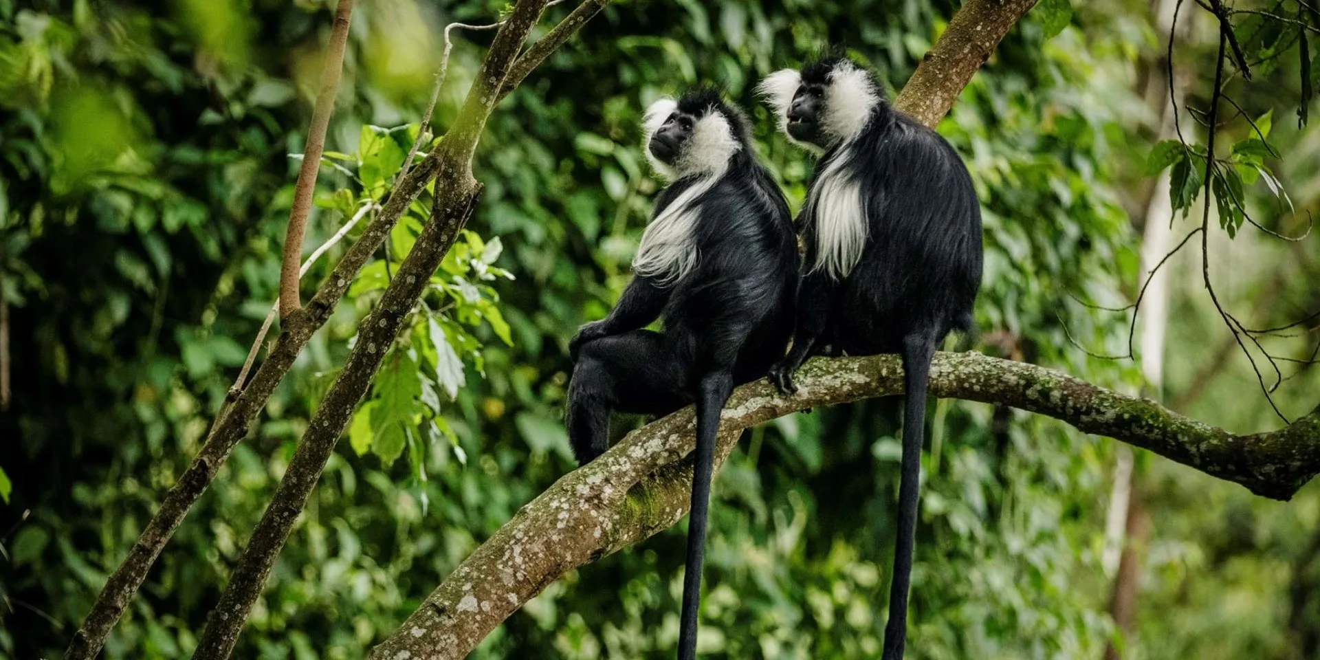 Rwanda Best Safari