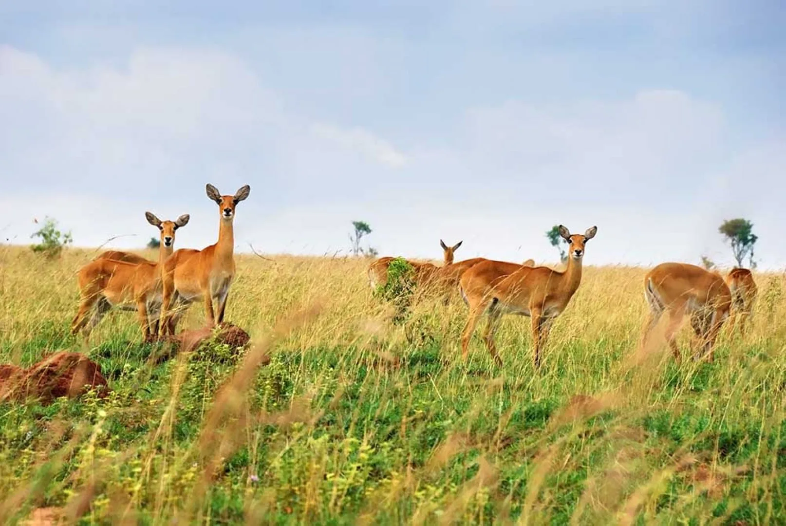 Uganda e Rwanda - Mille colline d'Africa