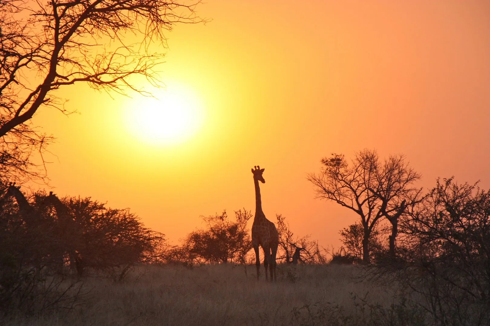Emozioni dal bush - In lodge