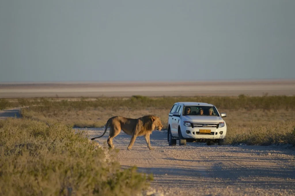 Safari guidato o in self drive?