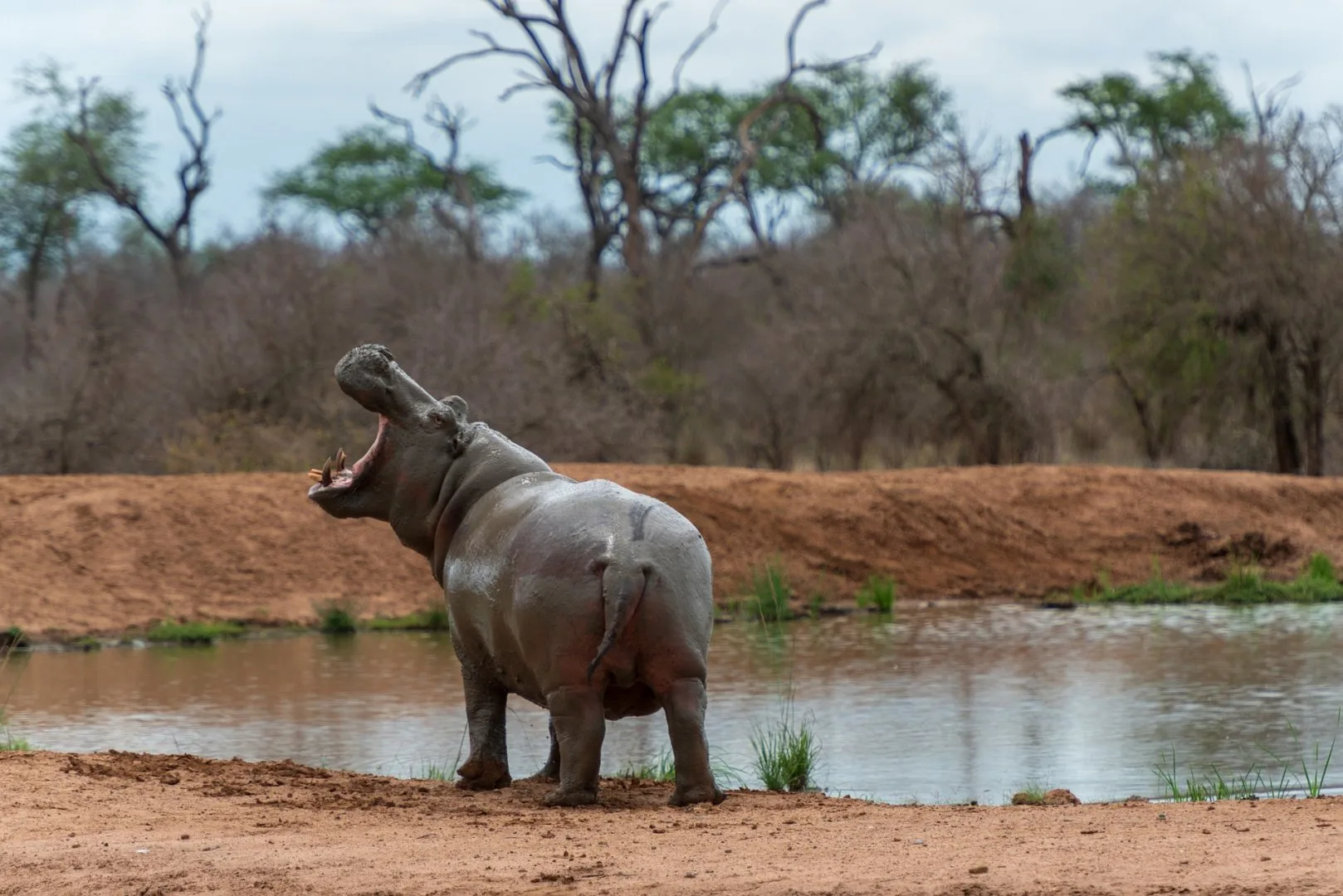 Sud Africa - Self drive tra Kruger, Swaziland e Natal 1