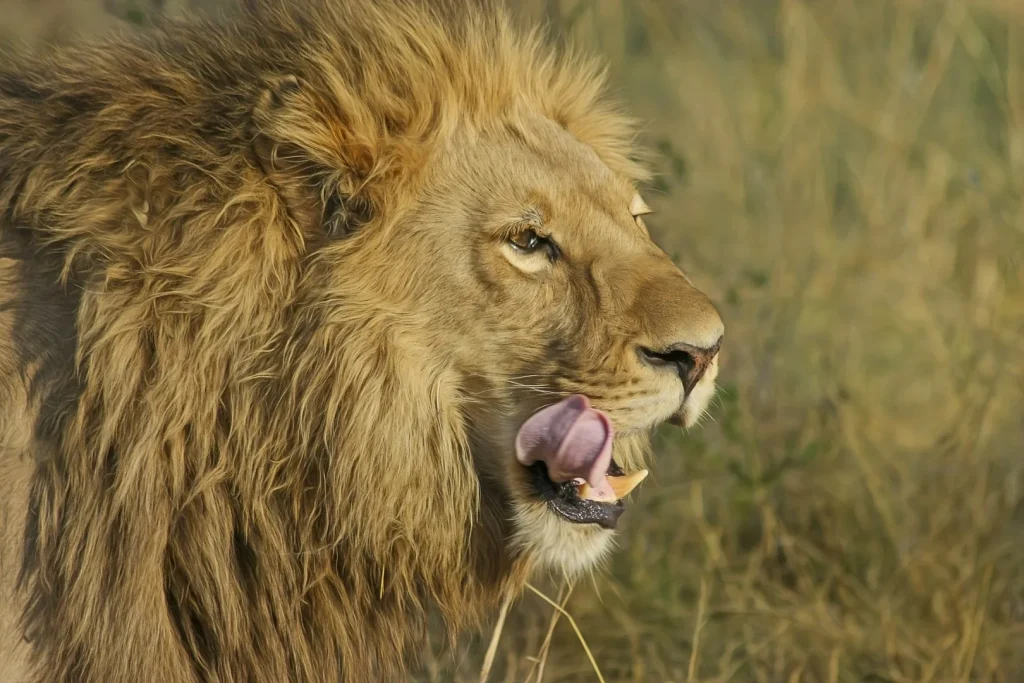 Guida ai wildlife safari