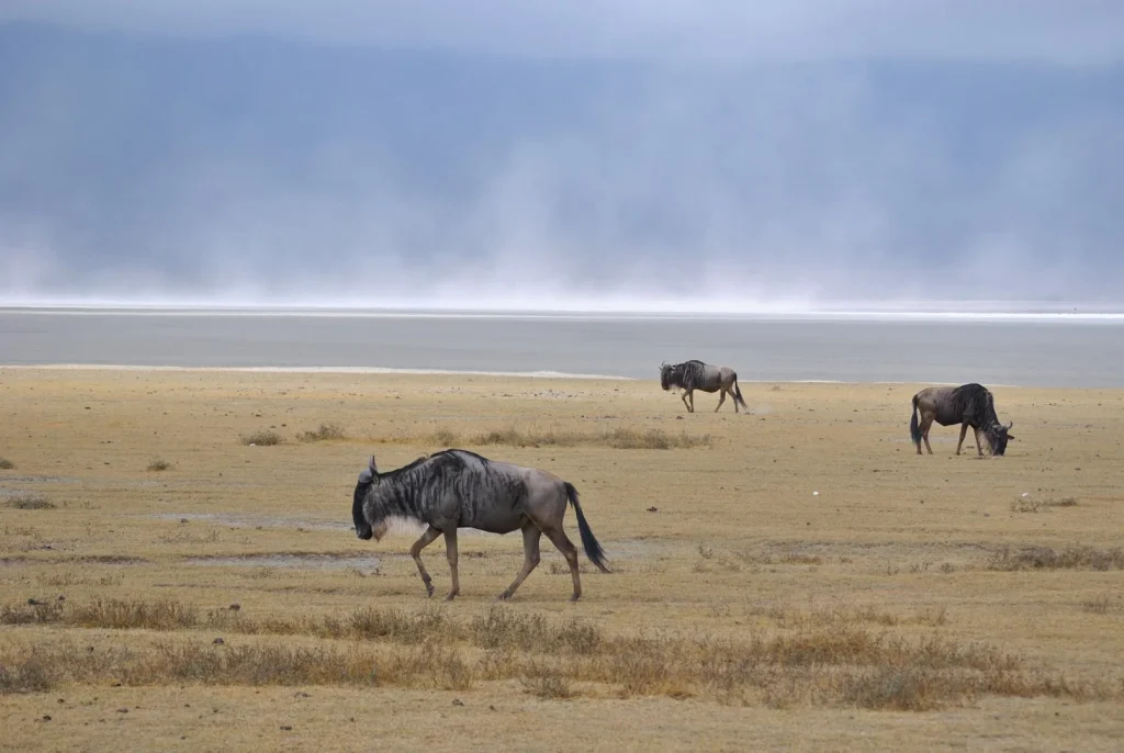 Cosa fare in Tanzania, i nostri suggerimenti