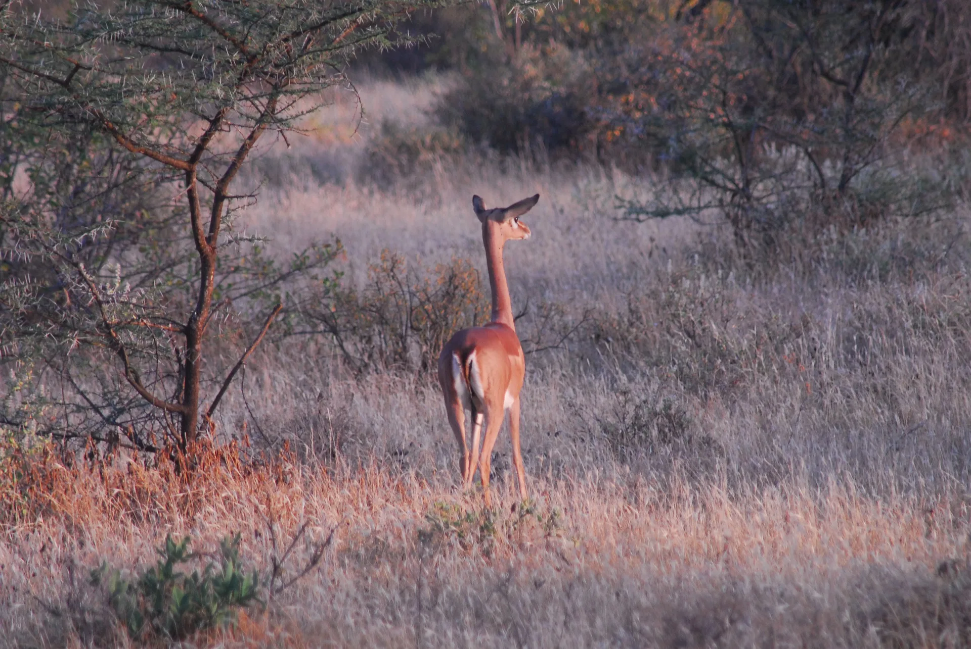 Kenya - Sulle tracce dei Samburu