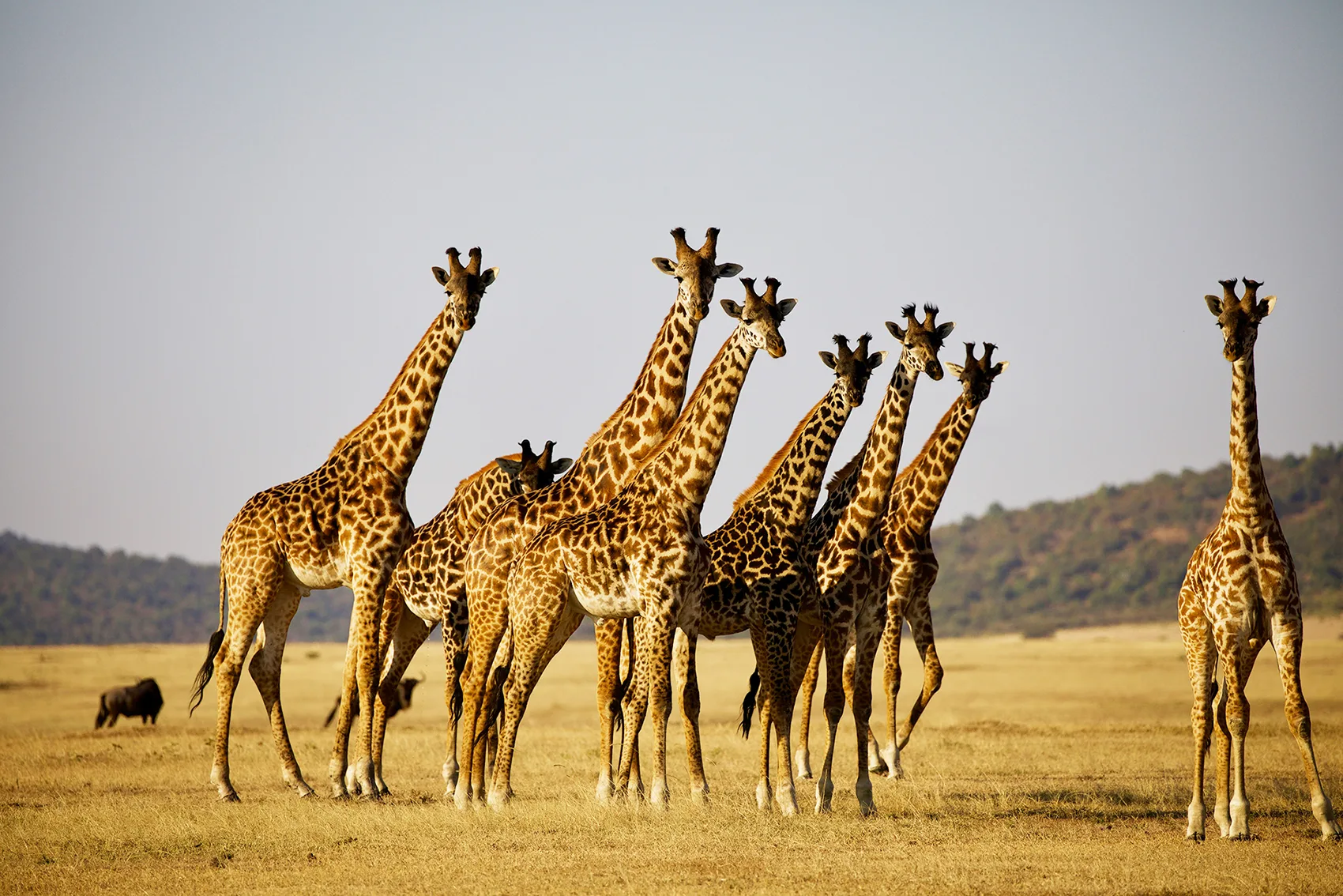 Kenya - Safari Essenza