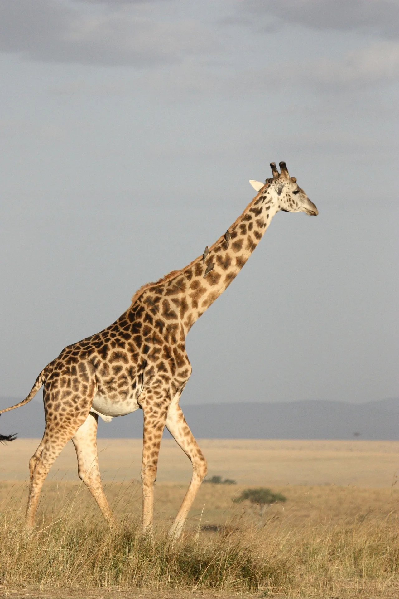 Tanzania - Ol Doinyo Lengai e le distese del Serengeti