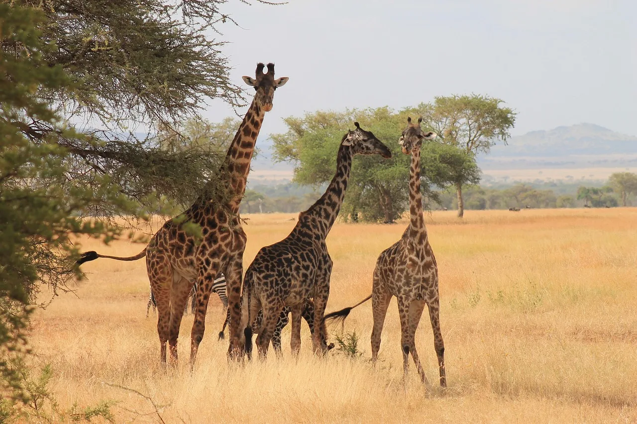 Tanzania: Northern Circuit