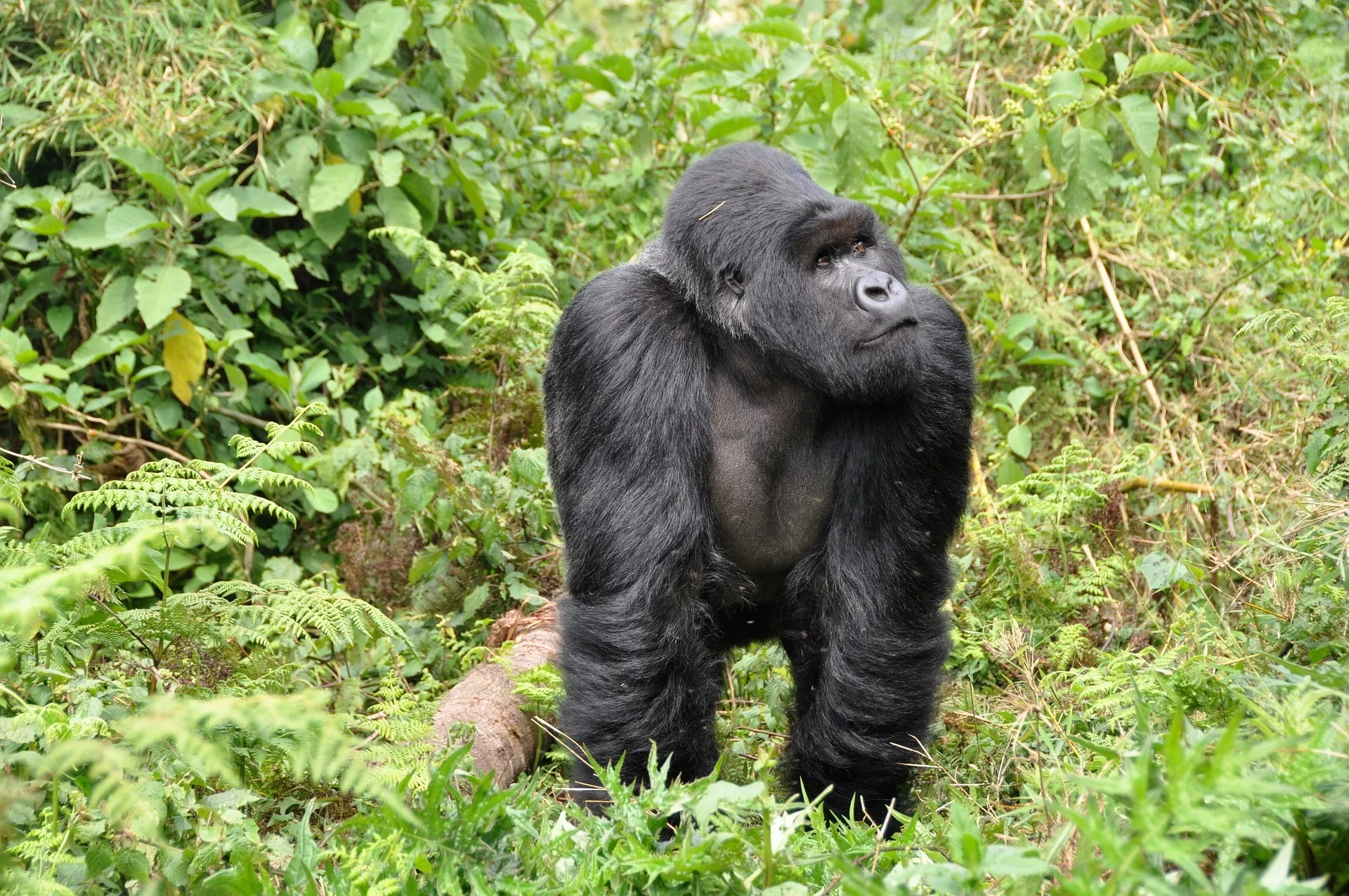 Rwanda Best Safari