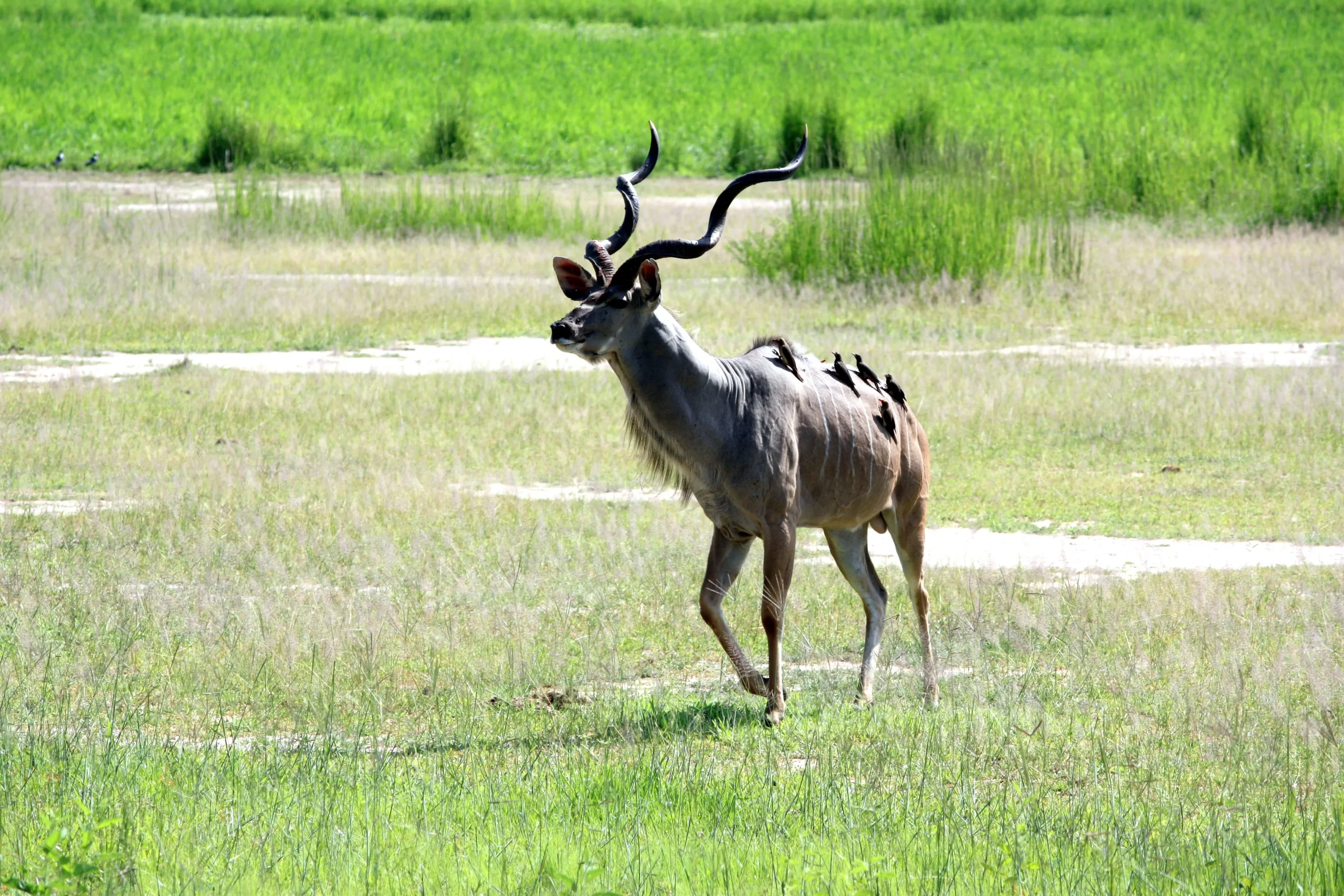 Zambia - Emozione dal bush - in campeggio