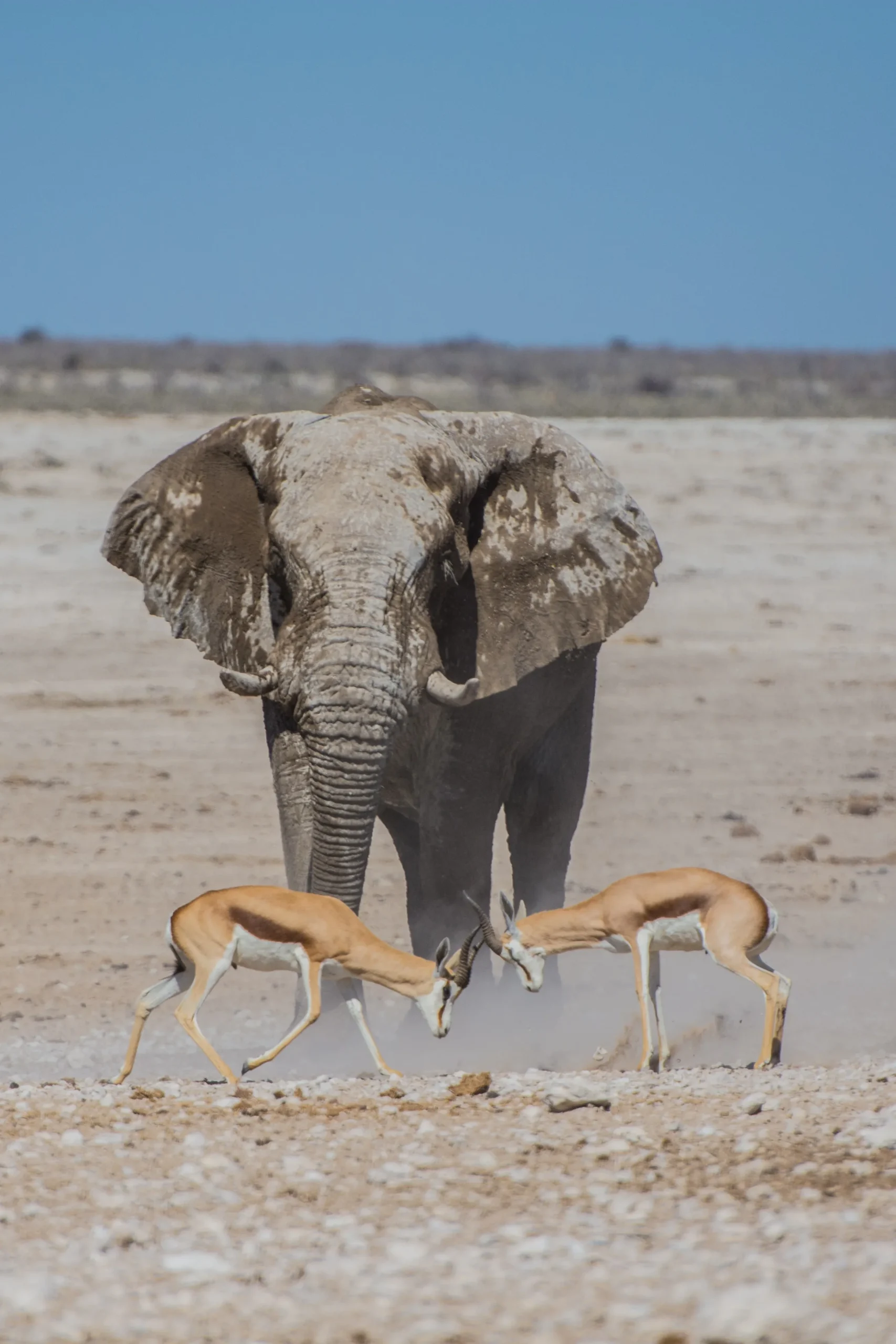 Namibia Discovery