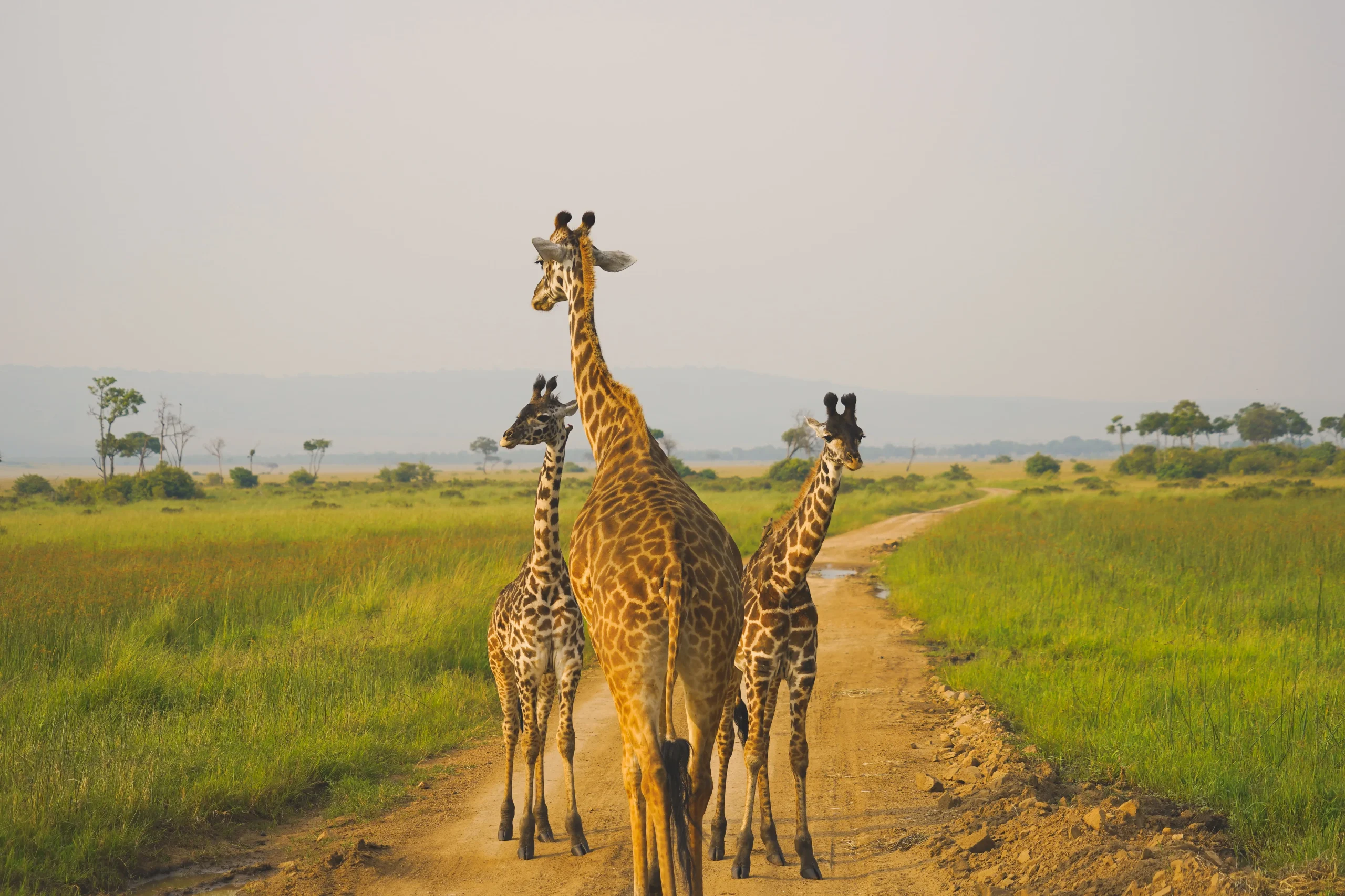 Kenya - I parchi del Nord