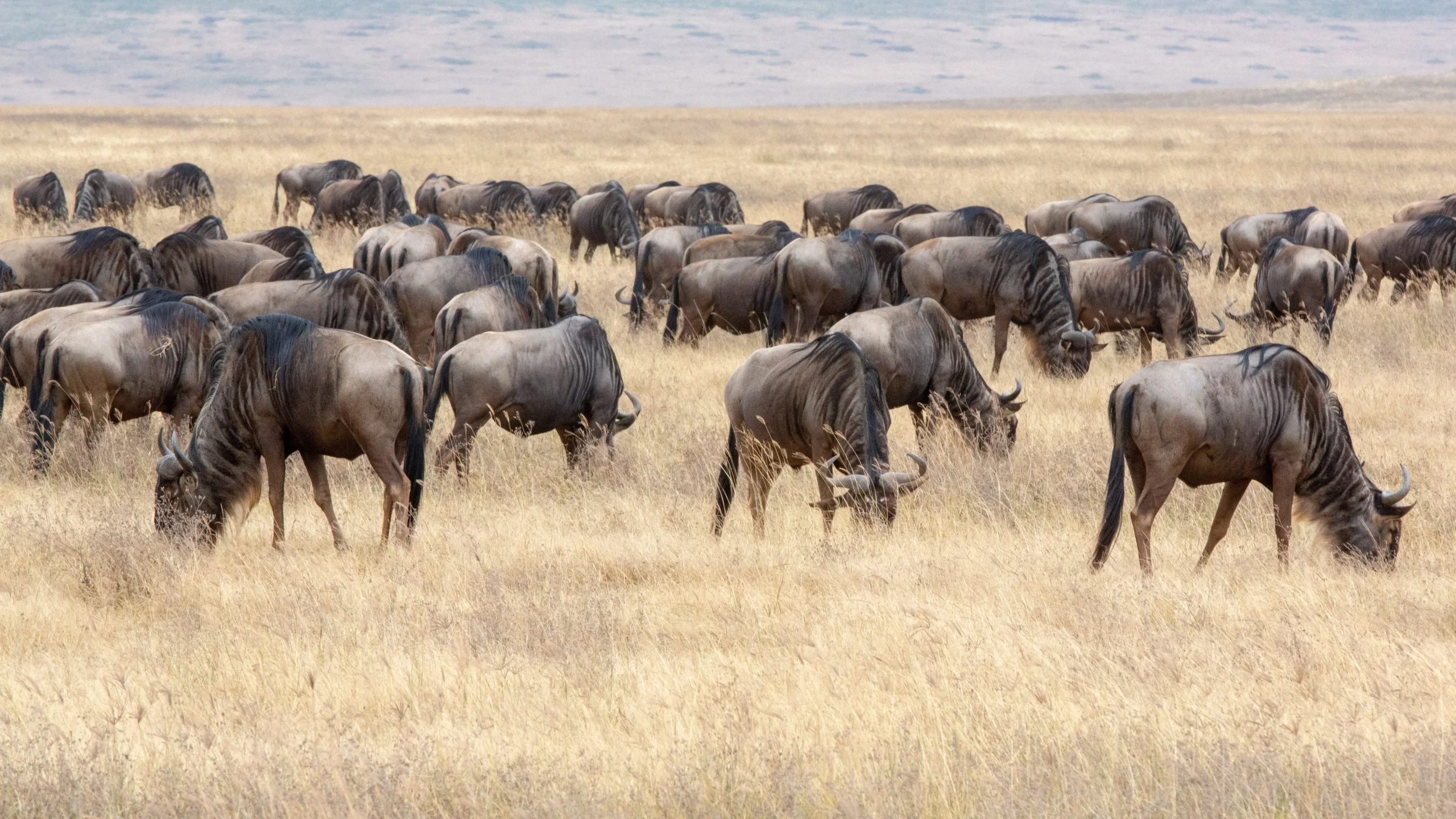 Tanzania Discovery