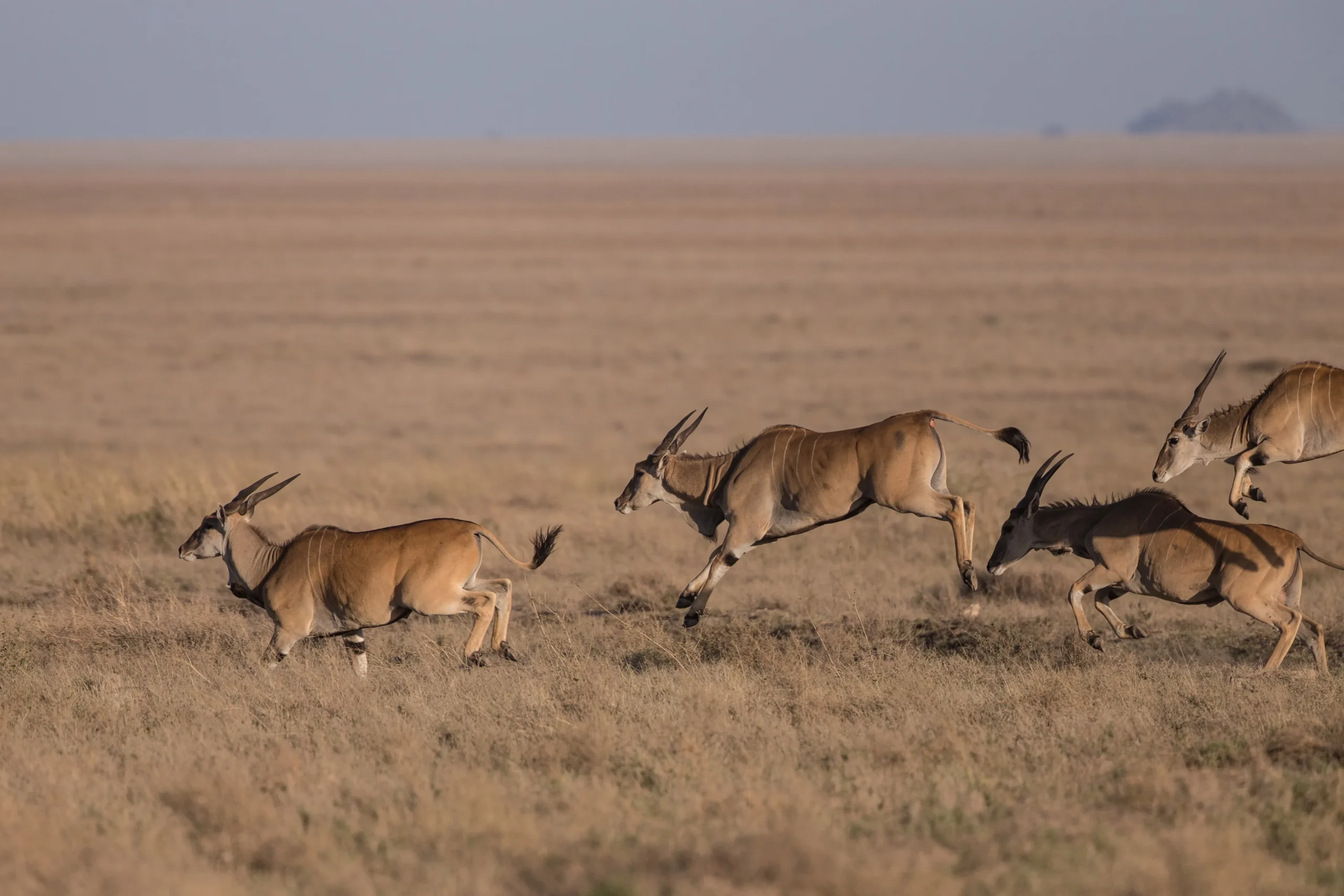 Tanzania Discovery