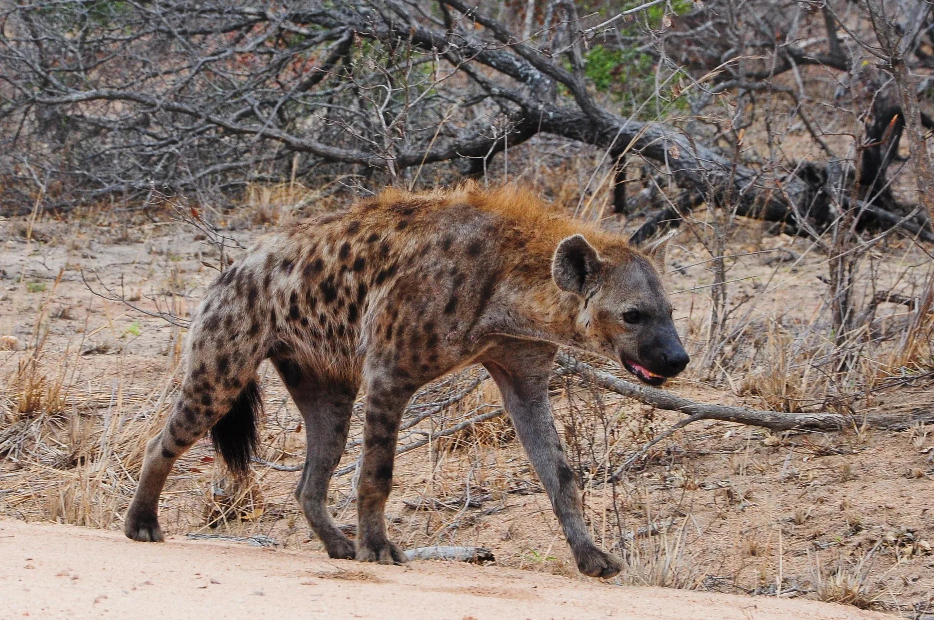 Zimbabwe e Botswana Game Trail