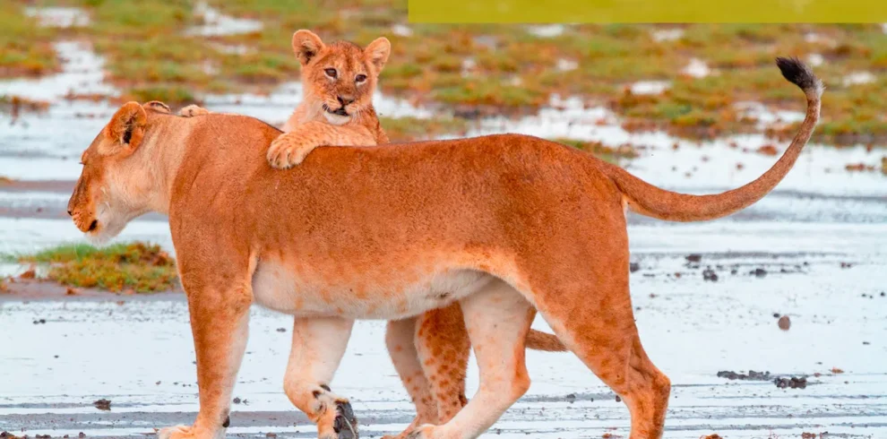 Kenya - Born Free