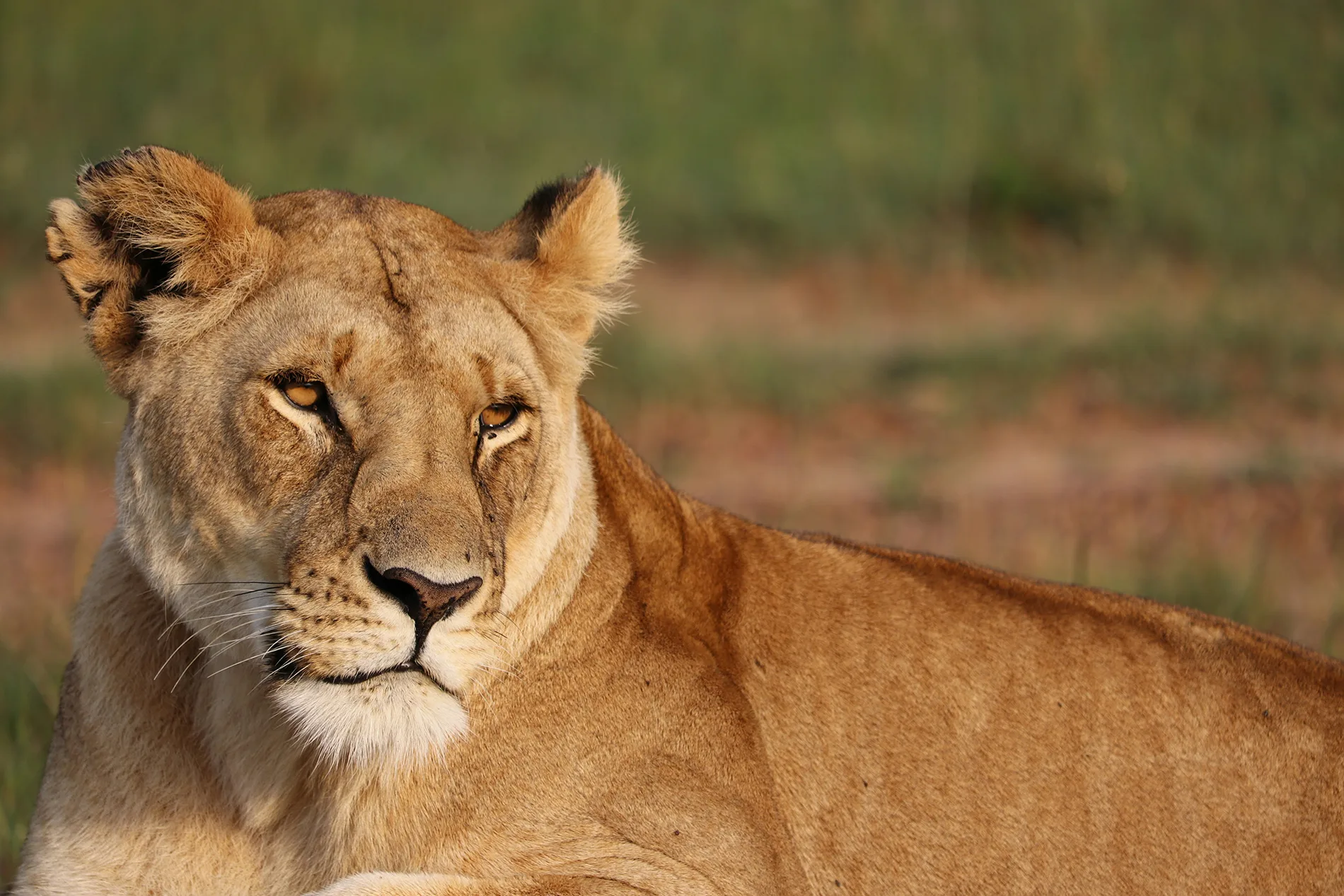 Kenya - Safari Essenza