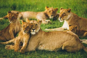Kenya