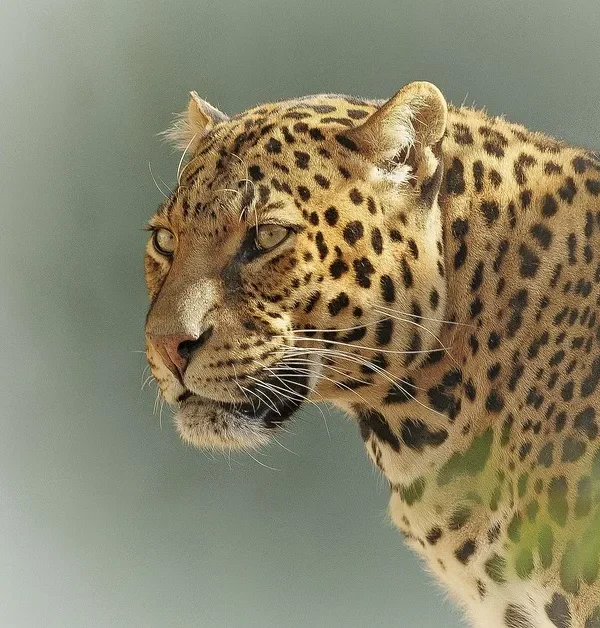 Tanzania Tanganyika Adventure - Wild Experience
