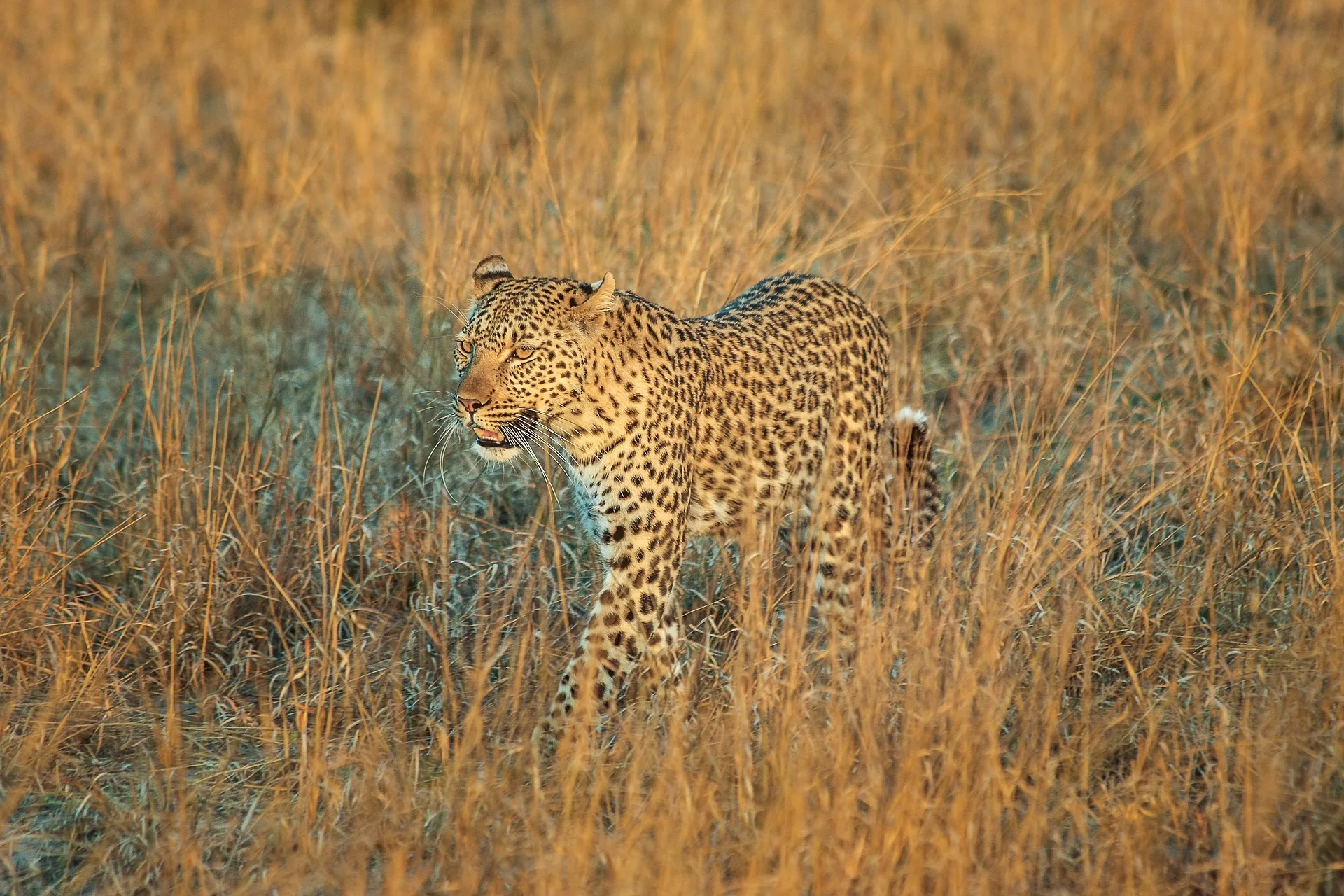 Overland - Botswana Wildside