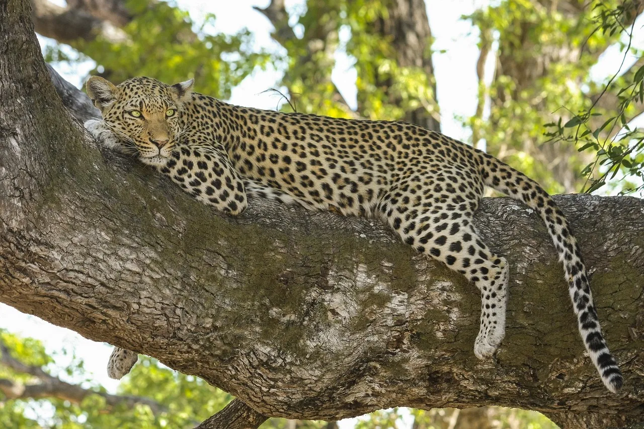 Botswana e Seychelles - Safari Focus e mare