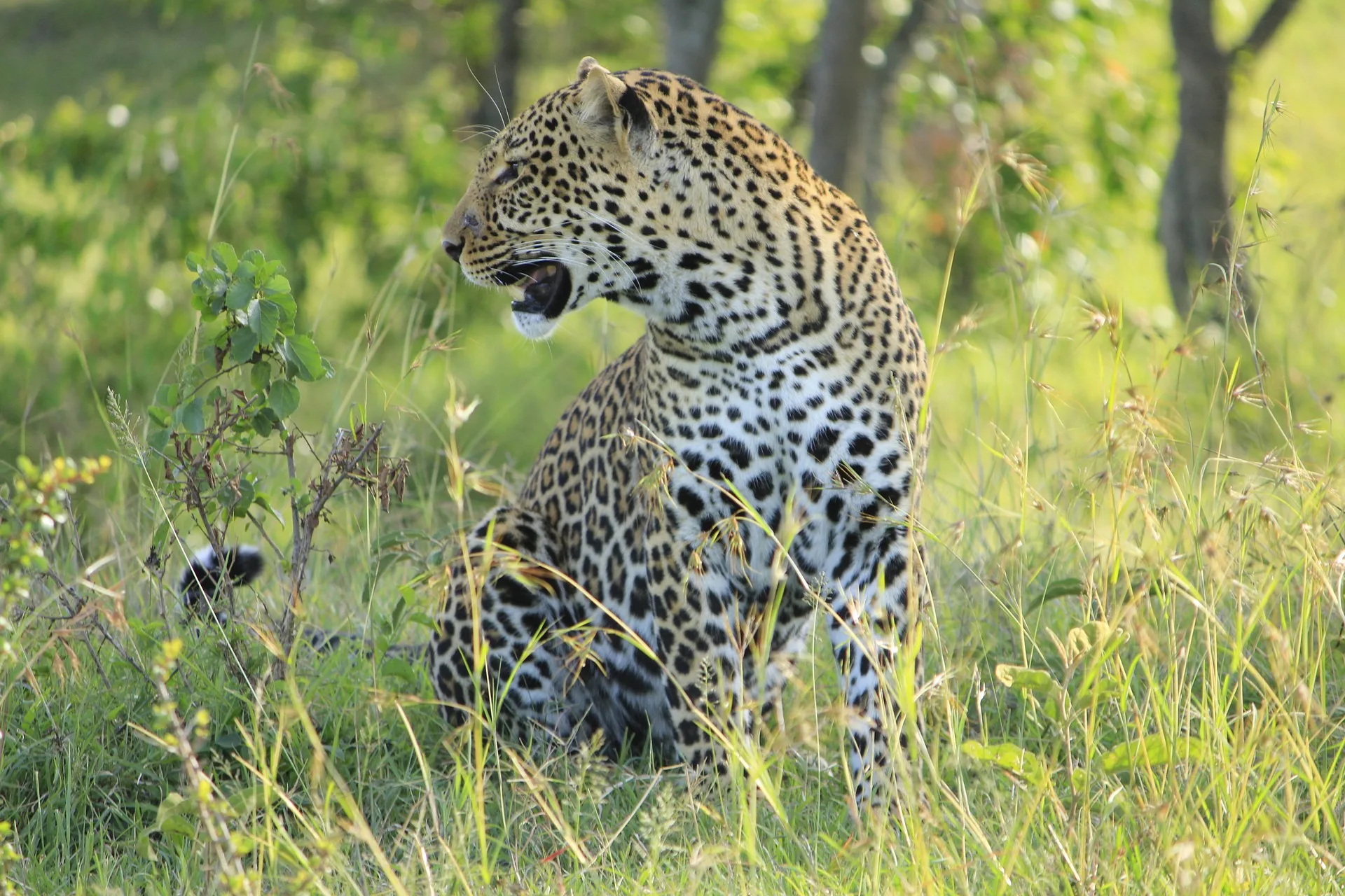 Kenya - Il Masai Mara, Amboseli e Tsavo
