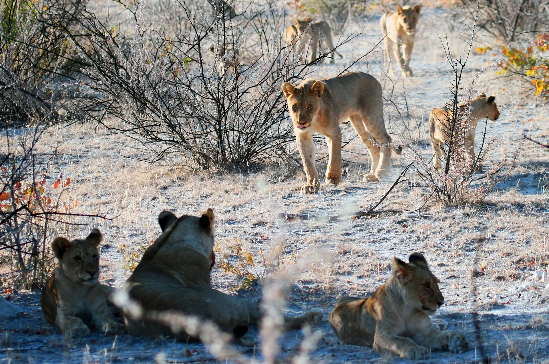 Meravigliosa Namibia