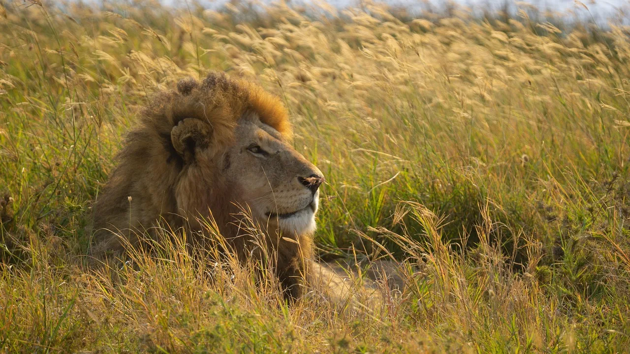 Tanzania e Mafia Island - Safari Essence e mare
