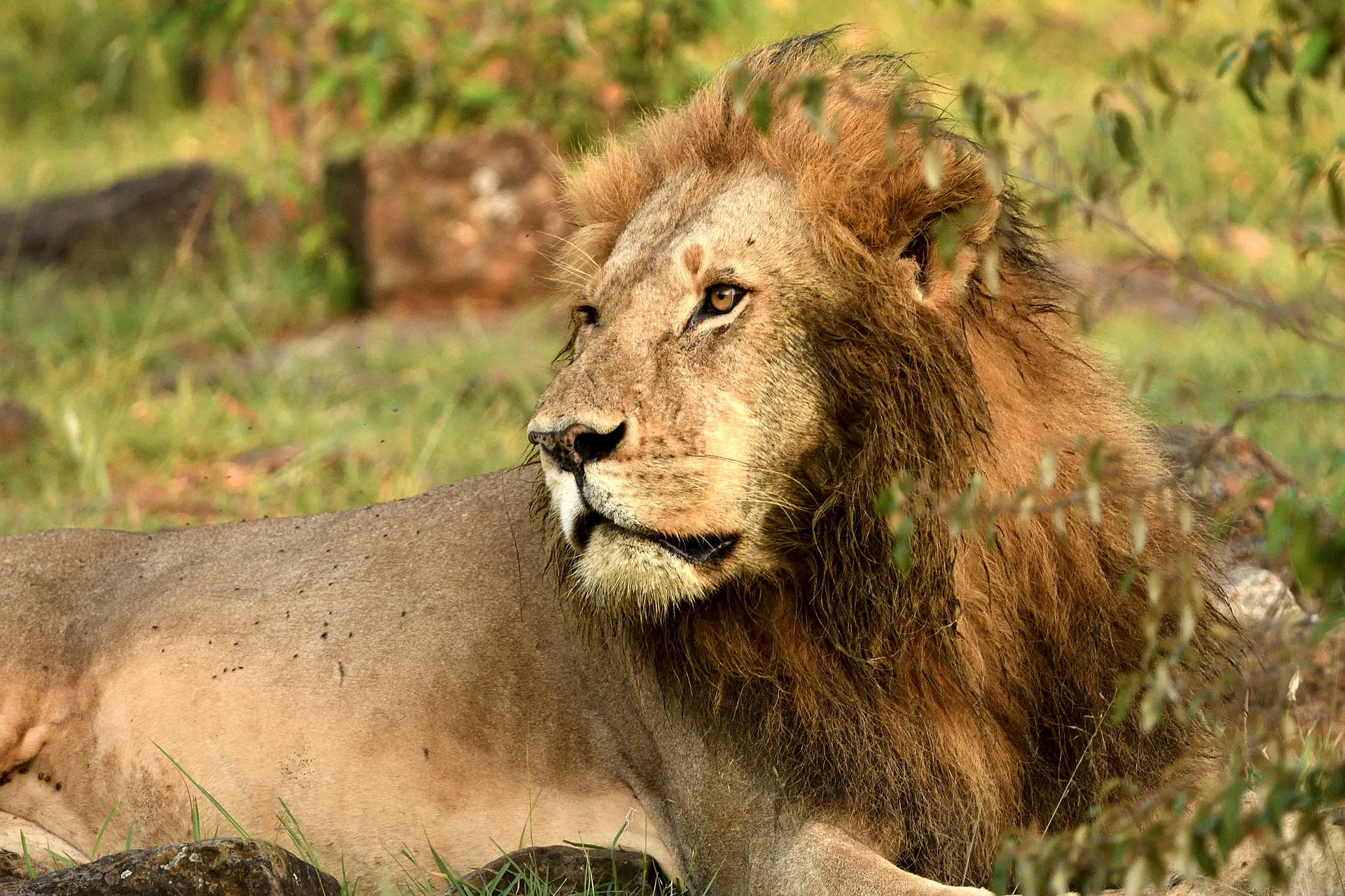 Leone Masai Mara