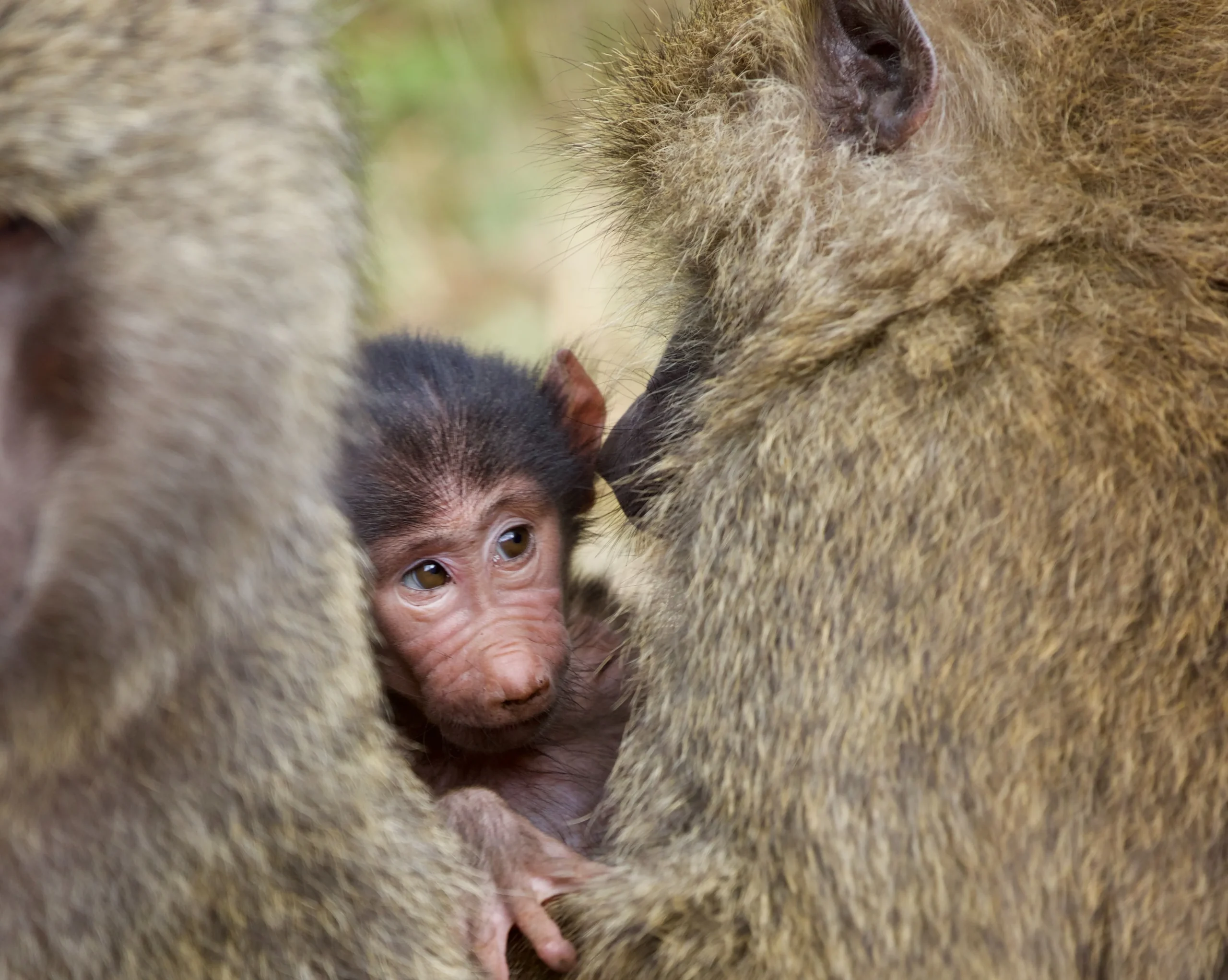 Tanzania - Le grandi pianure e Ngorongoro
