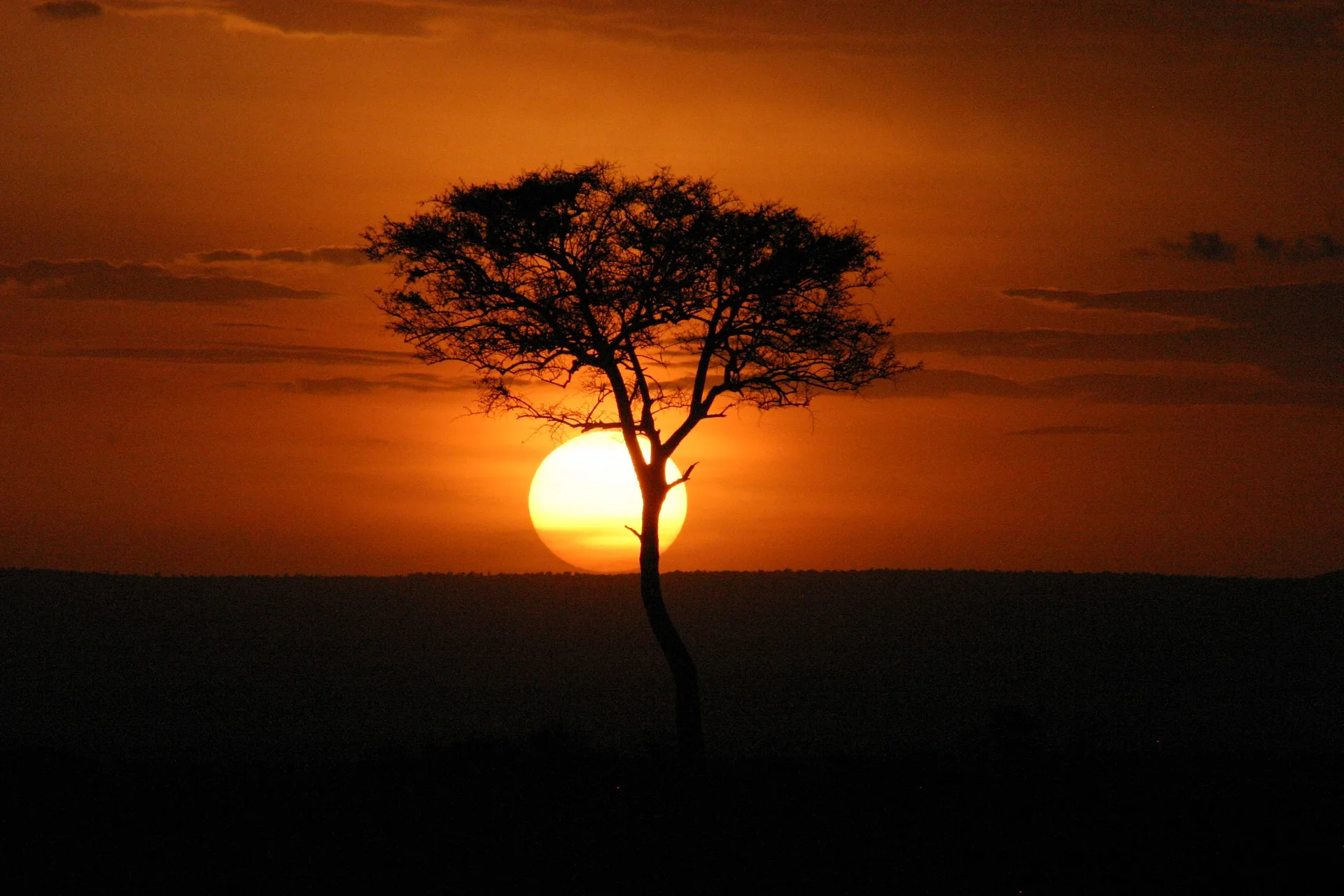 Kenya - Il Masai Mara, Amboseli e Tsavo