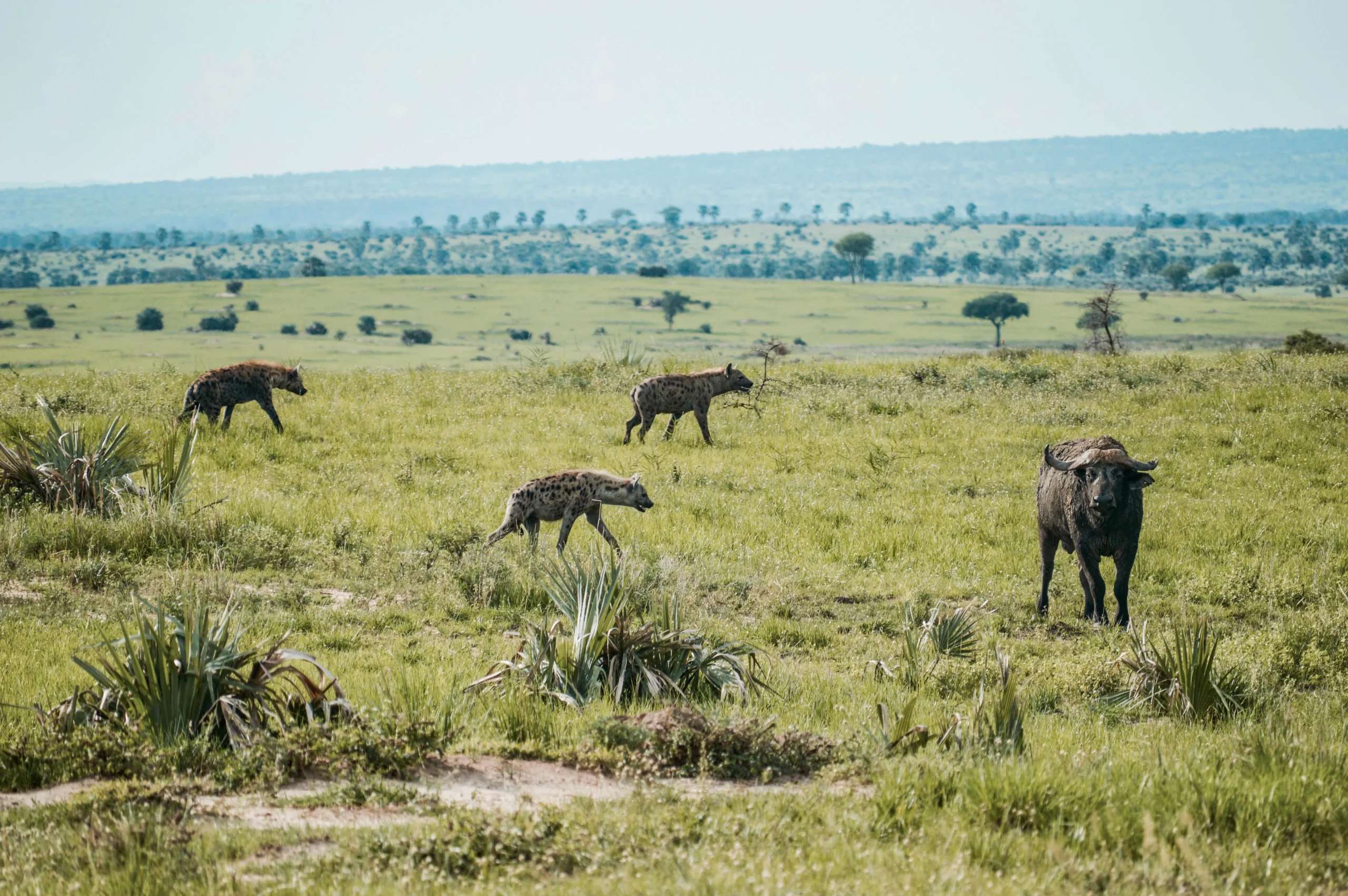 Uganda - Nilo Safari