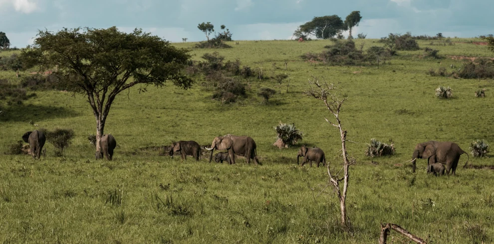 Best Uganda