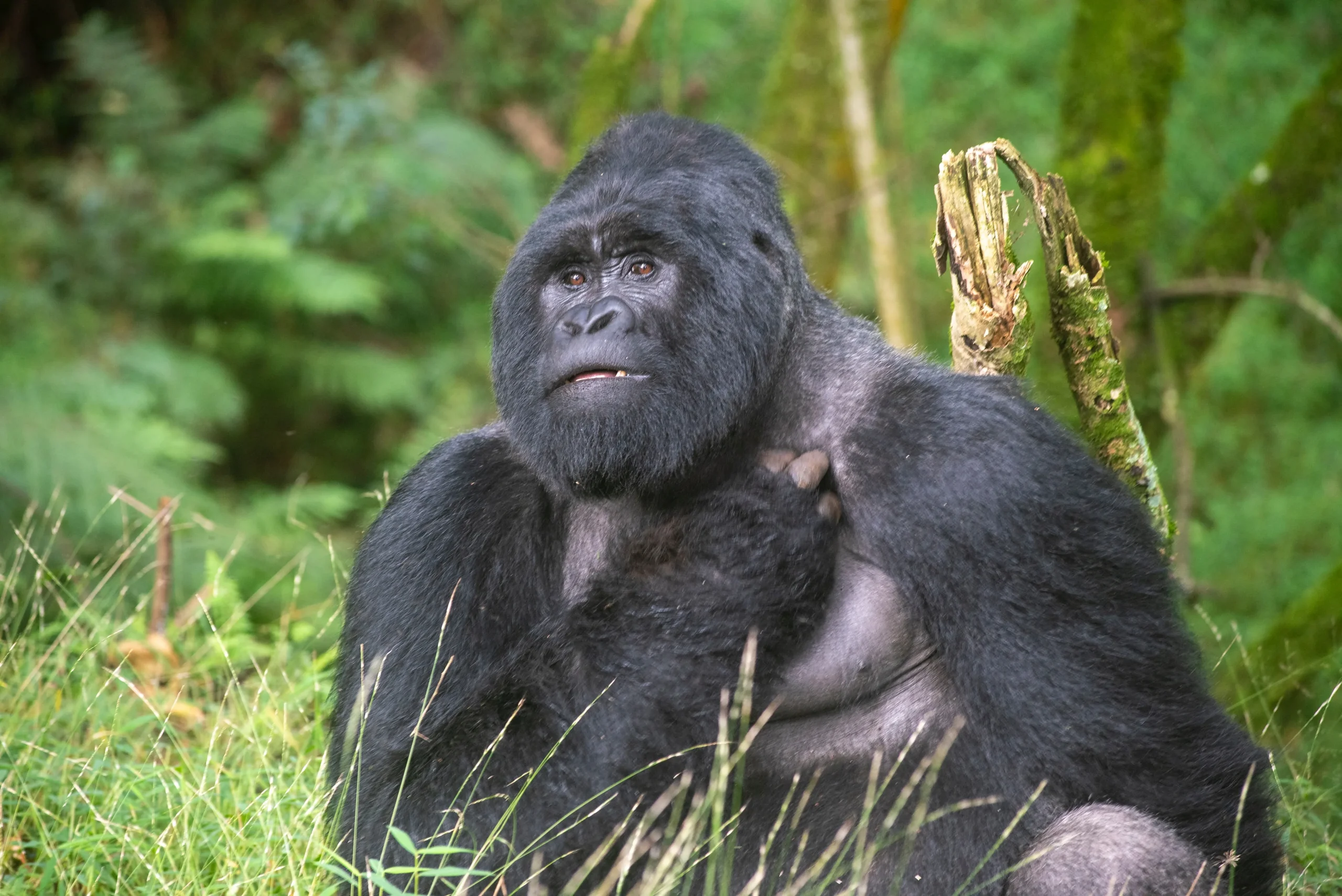 Uganda - Nilo Safari