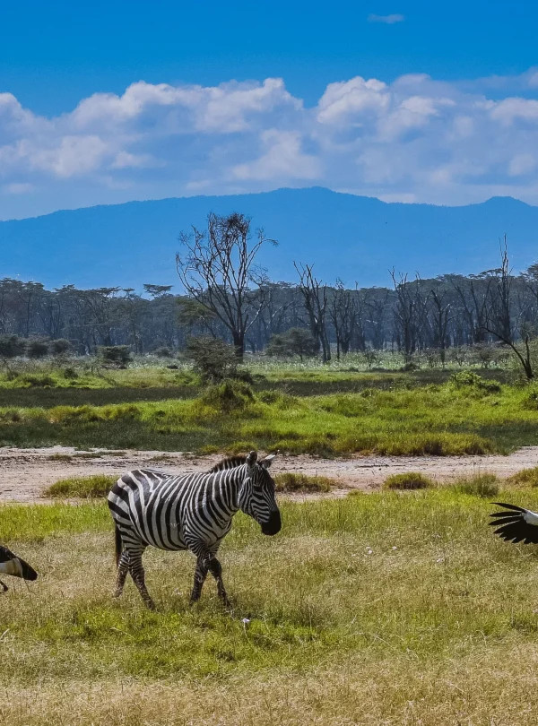 Kenya - I grandi laghi, Amboseli e il Masai Mara