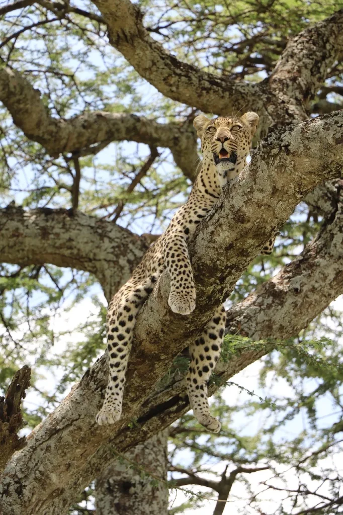 Tanzania: Northern Circuit