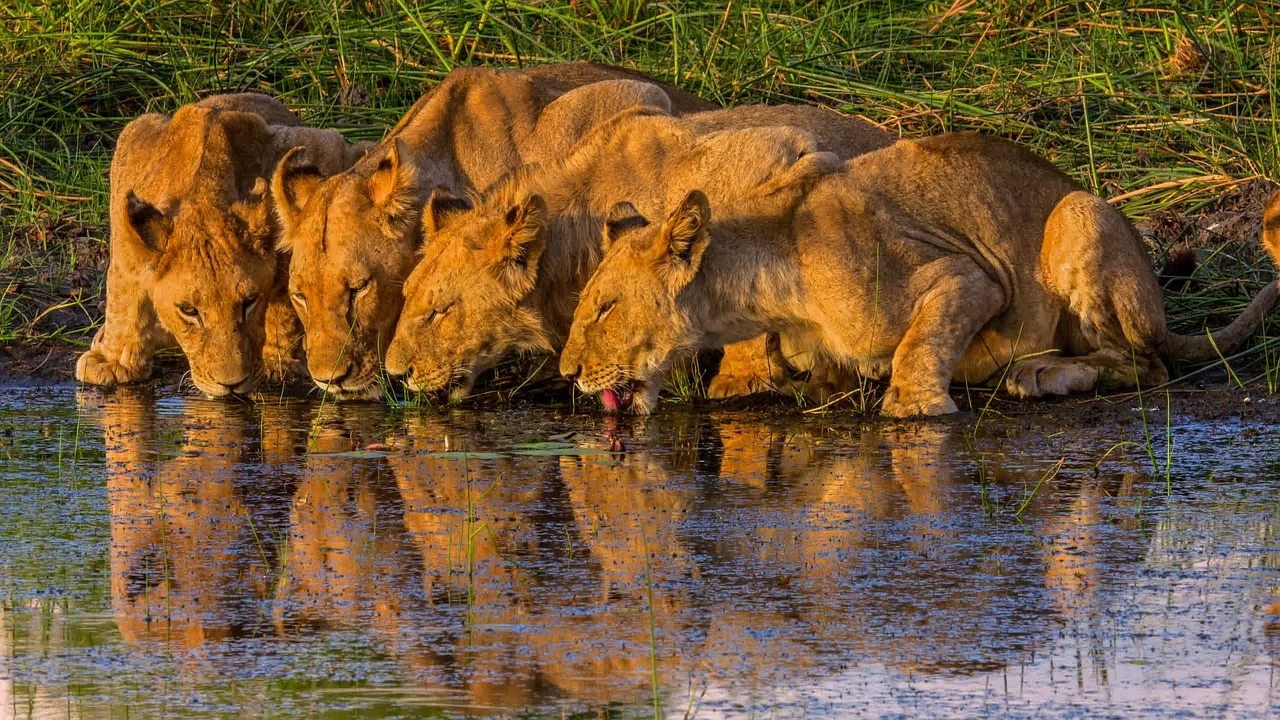 Botswana e Seychelles - Safari Focus e mare