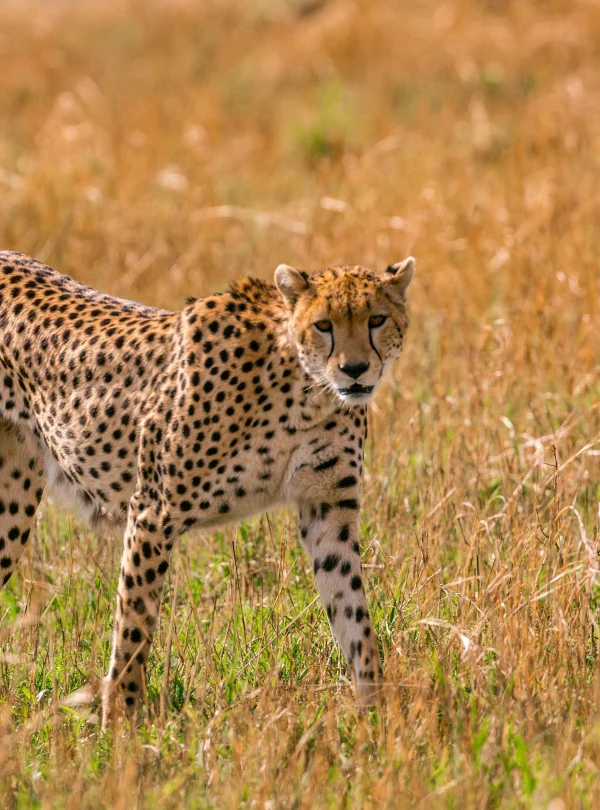Tanzania Discovery