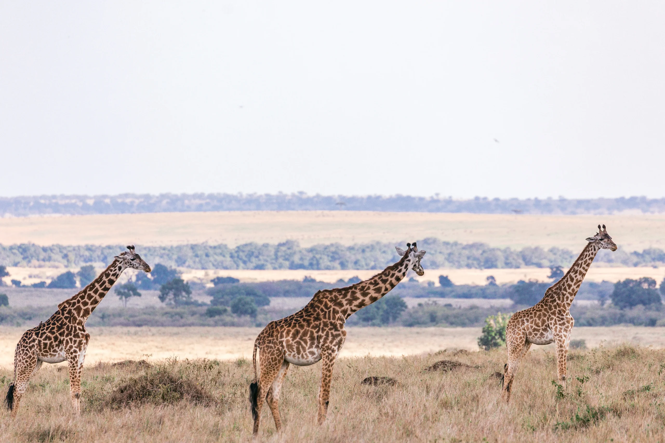 Tanzania - Le grandi pianure e Ngorongoro