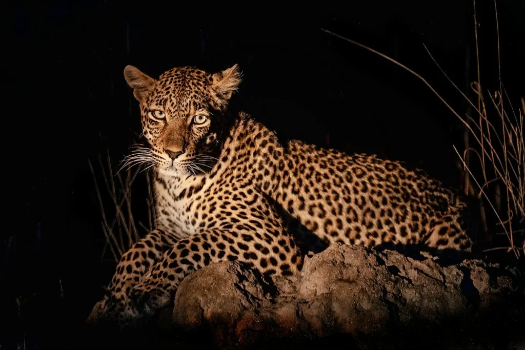 Safari notturni: l’Africa selvaggia che prende vita dopo il tramonto