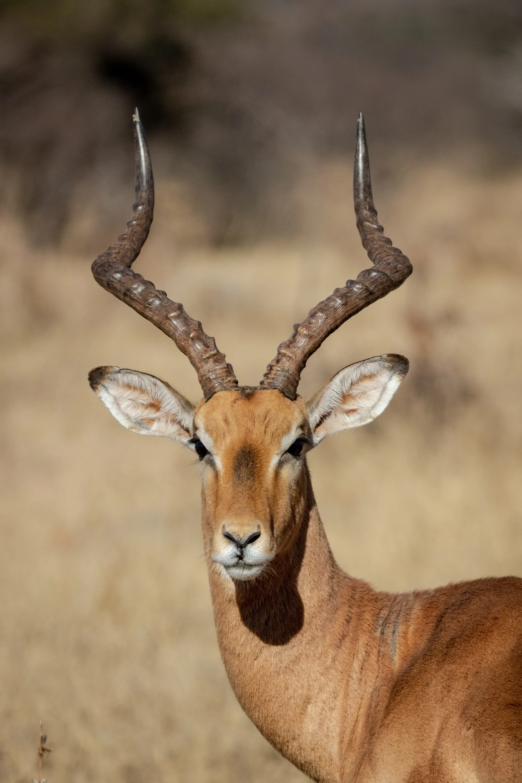 Tanzania Discovery