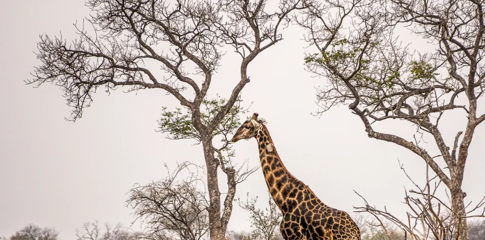 Tanzania Discovery