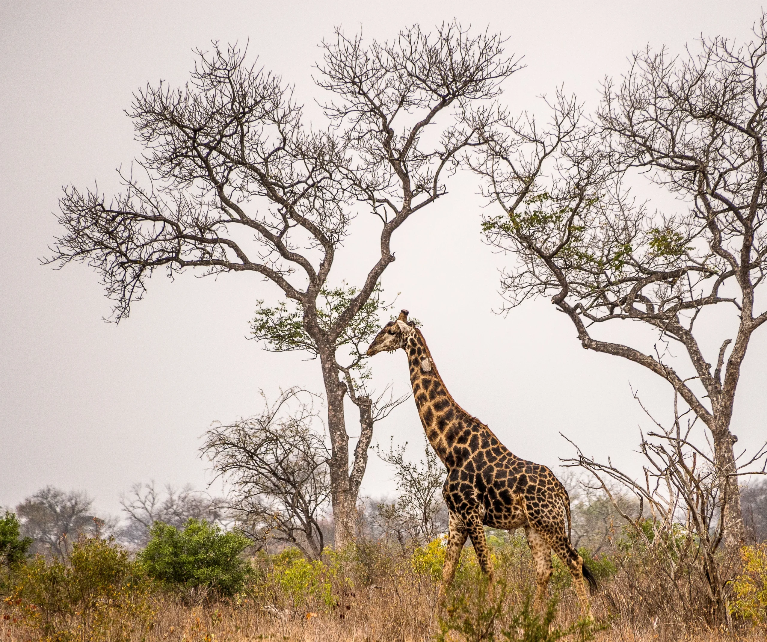 Tanzania Discovery