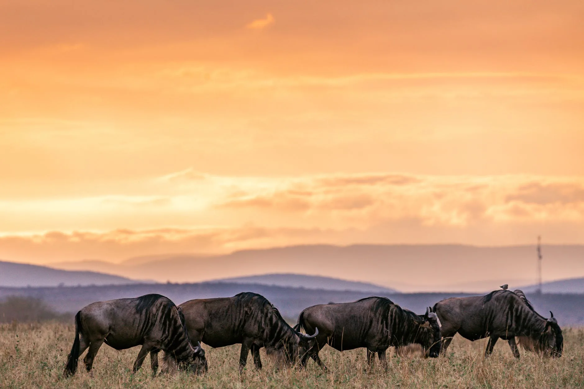 Tanzania Exploration
