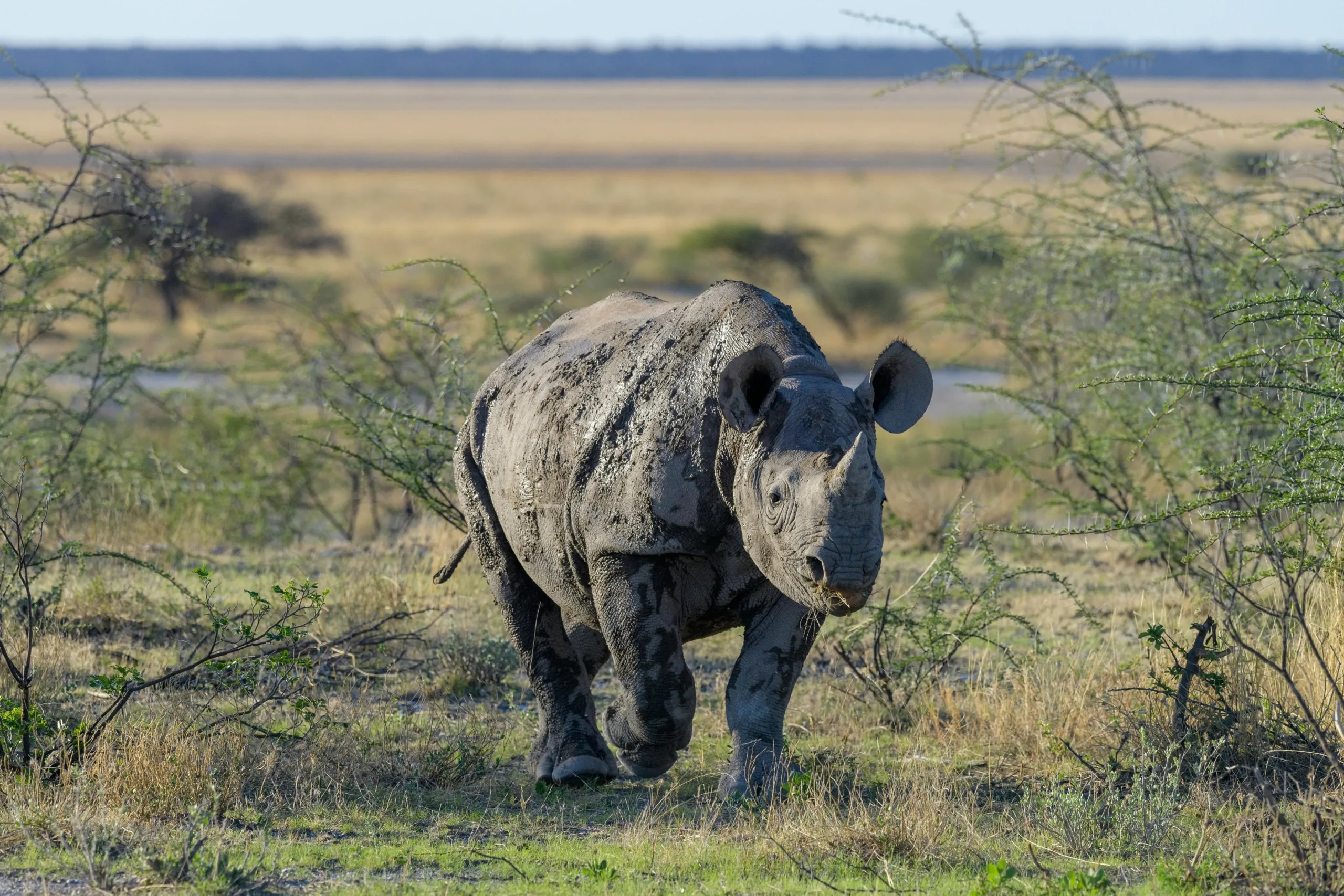 Tanzania - I grandi parchi del Nord
