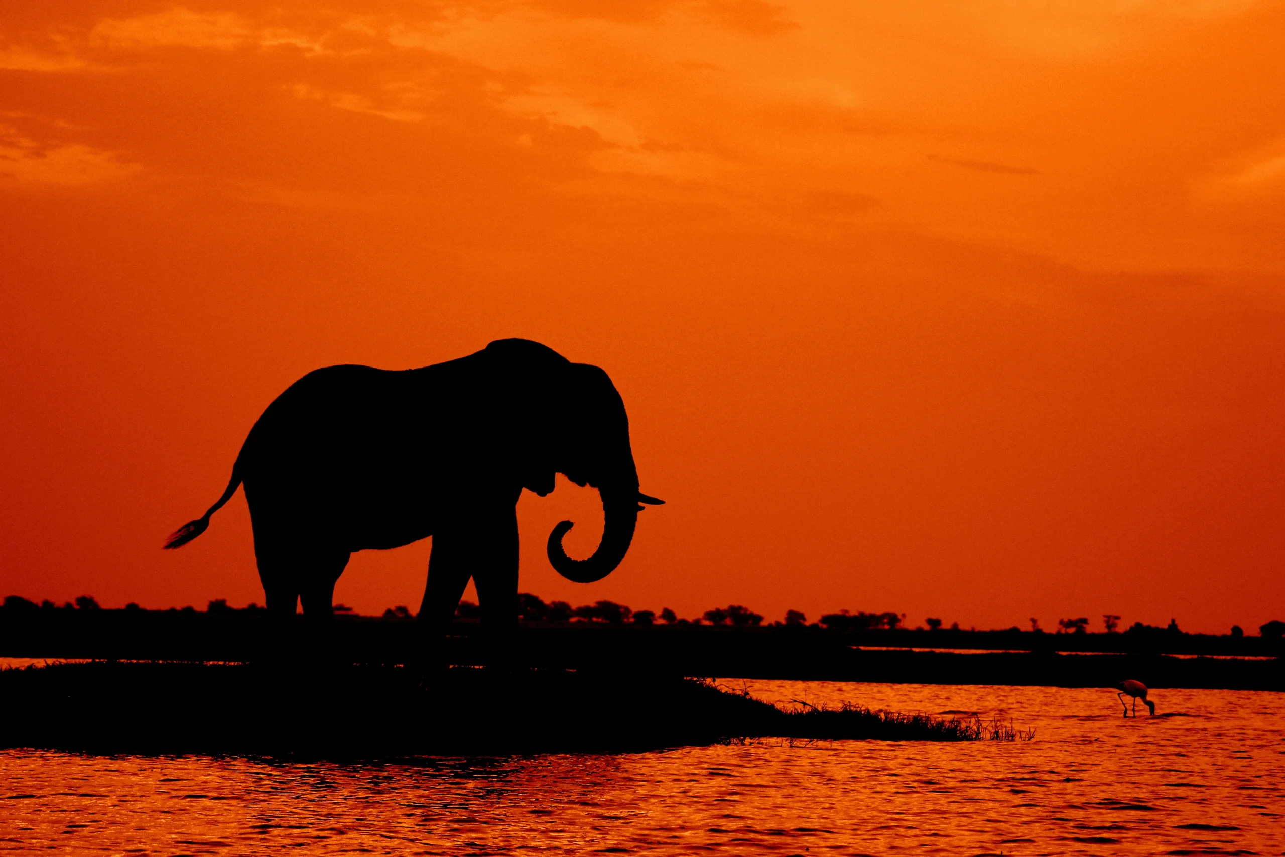 Wild Botswana - Chobe Savute e Moremi in campo mobile