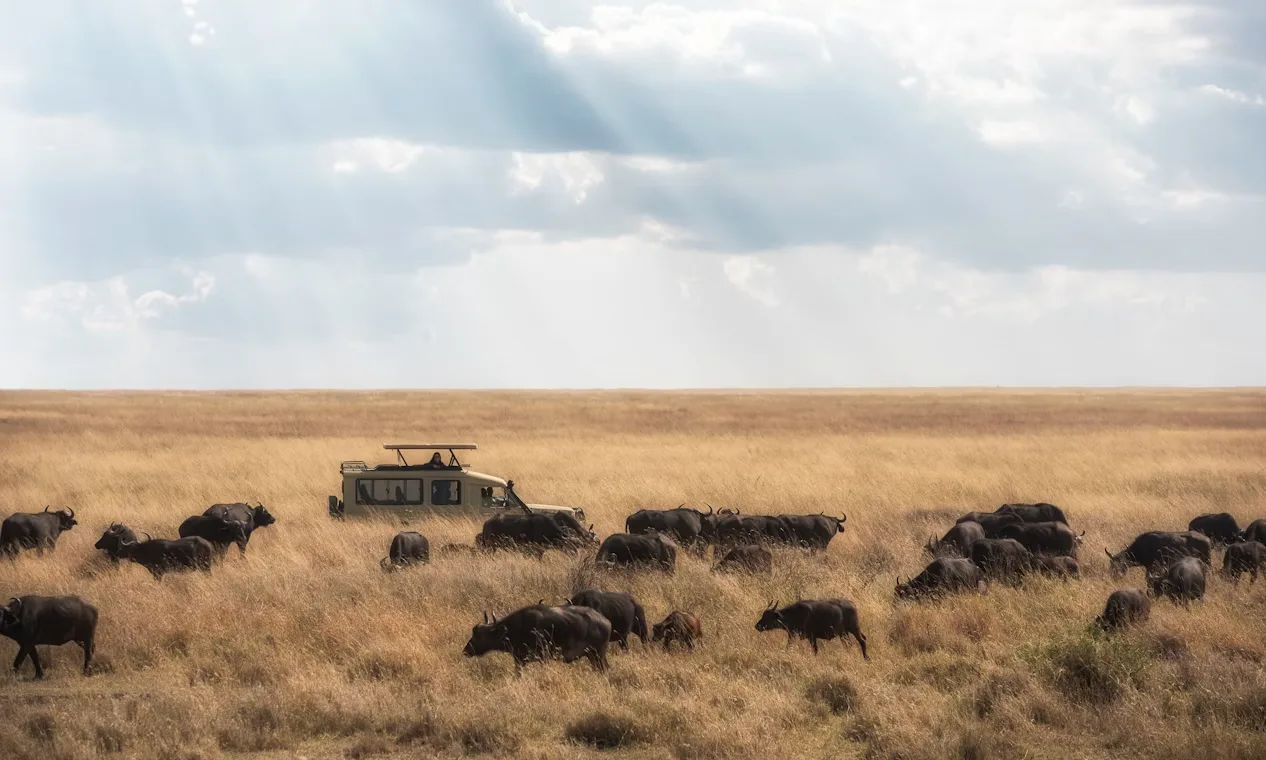 Tanzania - Serengeti Special