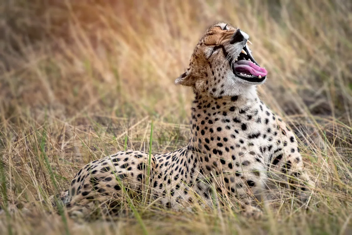 Tanzania : South Circuit